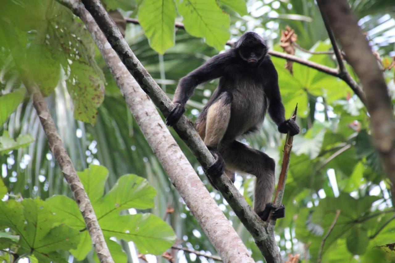 Playa Tortuga Daire Puerto Misahuallí Dış mekan fotoğraf